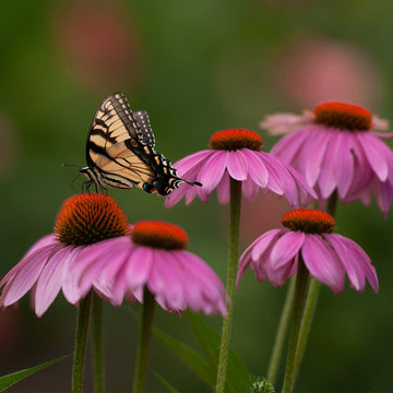Image of butterfly sitting on Purple Coneflower.